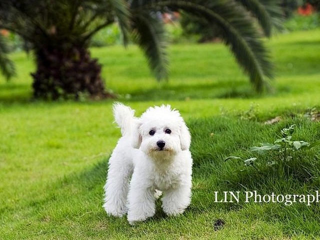 英国斗牛犬幼犬换新家吵闹,如何防止狗狗拆家