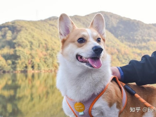 匈牙利小牧羊犬品种图片,边牧品种