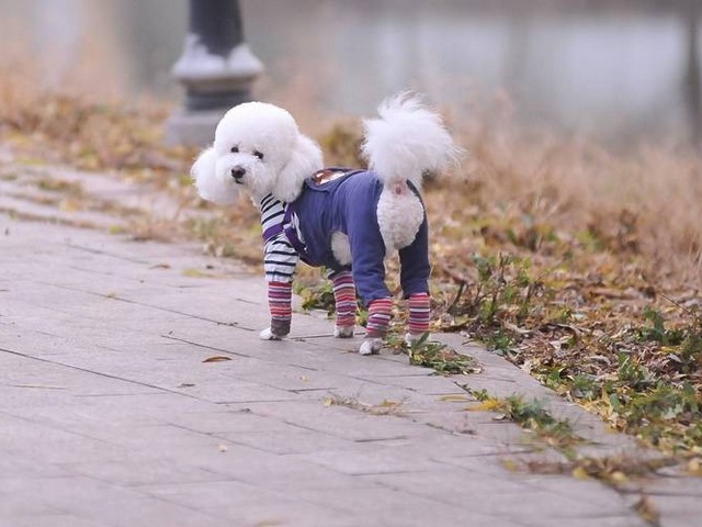 美国斗牛梗幼犬图片,美国比特斗牛犬