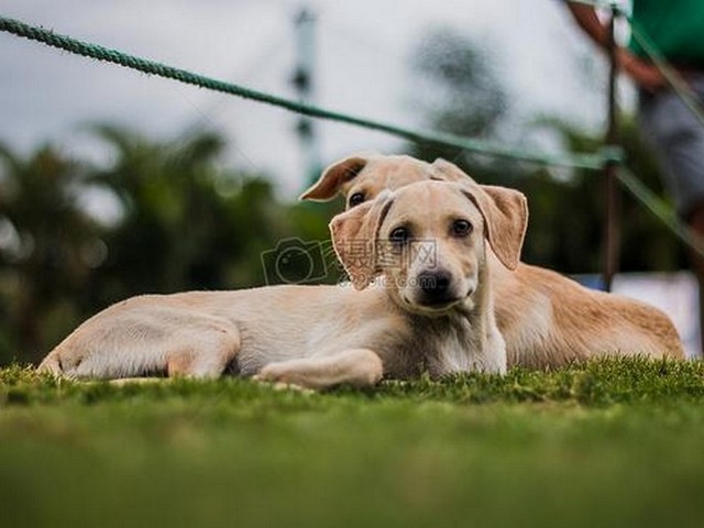 西施犬眼鼻以线,眼综合和鼻综合具体是哪些