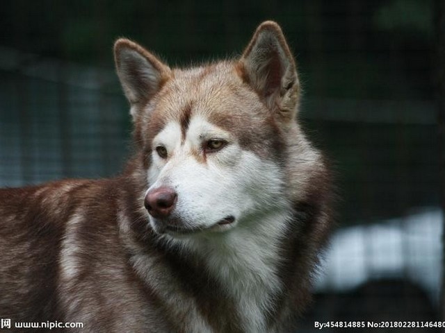 养法国斗牛犬繁殖挣钱吗,肉狗养殖挣钱吗