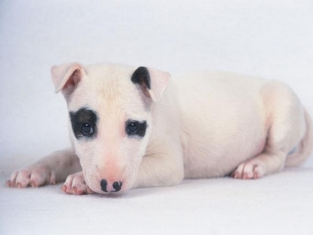 贵宾犬有耳螨咋办,狗狗有耳螨怎么才能有效便宜的办法