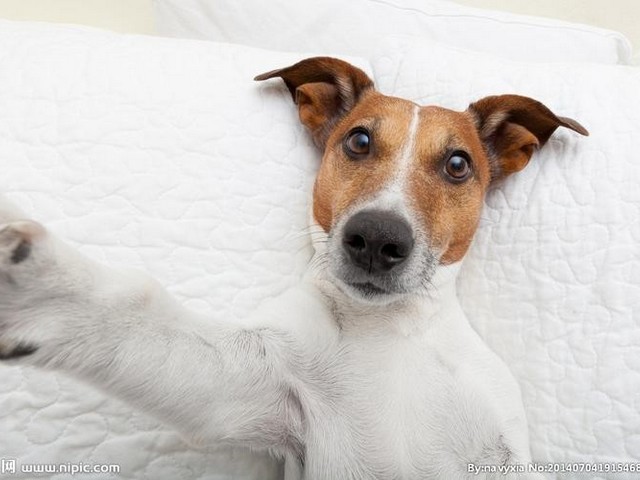 马尔济斯犬如何喂养好,马尔济斯犬的健康护理