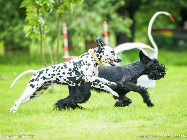 柴犬山地自行车视频教学,山地车特技入门教学