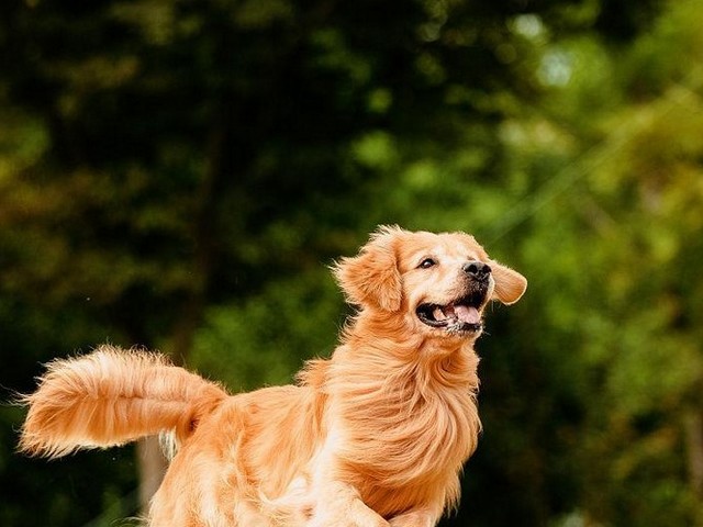 德国牧羊犬家里开门,家里的门禁怎么开门