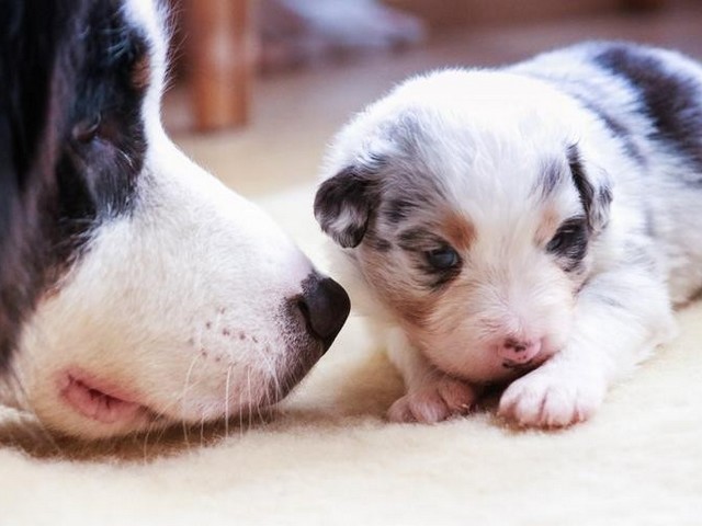 德牧混血寻血猎犬,混血德牧能长多大