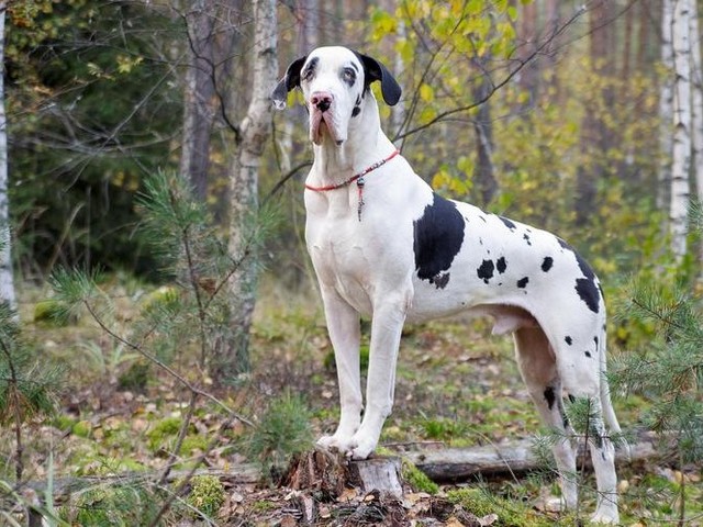 大白熊犬和博美犬的区别,高加索犬vs大白熊犬