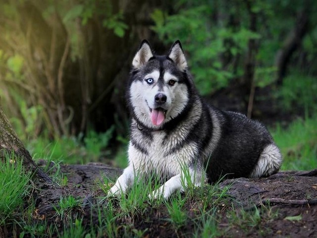 德国牧羊犬糯米,德牧糯米的趣味生活