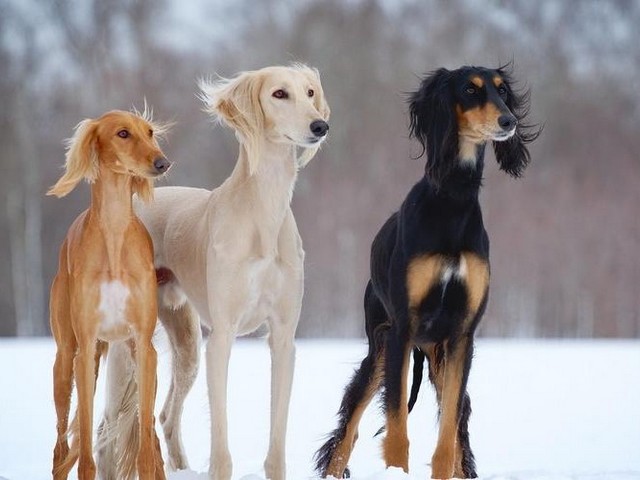 腊肠犬牵引背心图片高清,小狗牵引绳胸背带式