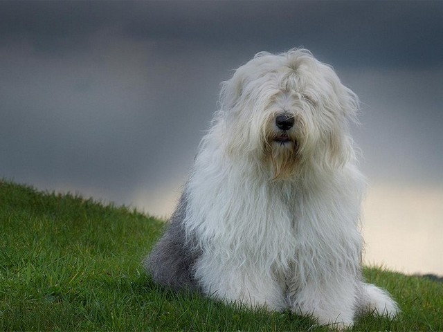 贵宾犬家庭繁殖,适合家庭繁殖的宠物