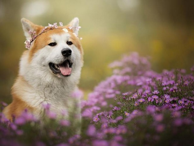 贵宾犬家庭繁殖,哪种宠物适合家庭繁殖