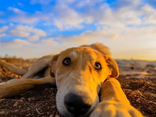 apes英雄寻血猎犬壁纸,寻血猎犬q版头像