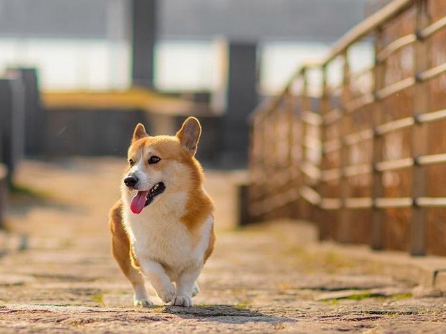 如何给北京犬打理长毛,纯银长毛熊的毛打理