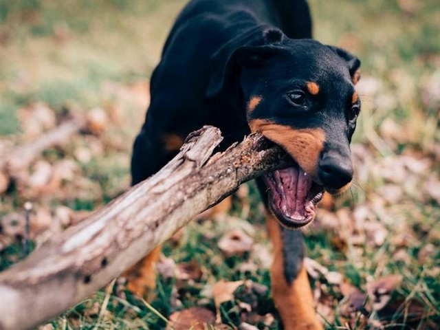 养山地牧羊犬好不好卖掉,东德牧羊犬好吗