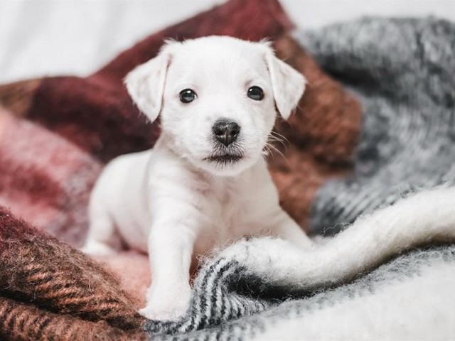 德国牧羊犬能玩飞盘吗,手指飞盘怎么玩