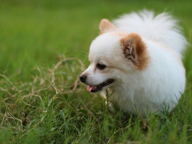 花贵宾犬串红贵宾犬,泰迪花