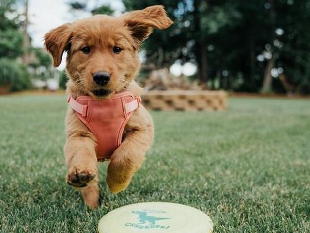 边境牧羊犬与德国牧羊犬杂交后代,边牧与德牧后代图片