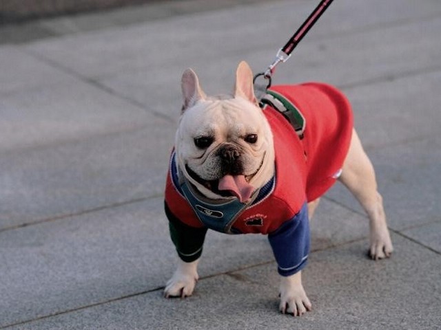 寻血猎犬和谁搭配,尽管和谁搭配