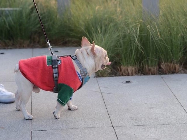 大丹犬只吃狗粮,狗狗吃一种狗粮好还是换着吃好