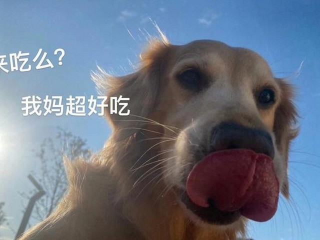 腊肠犬走路不稳咋回事,突然的出现走路不稳是咋回事