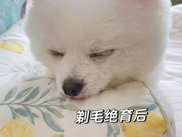 慈禧形容北京犬,慈禧属什么词