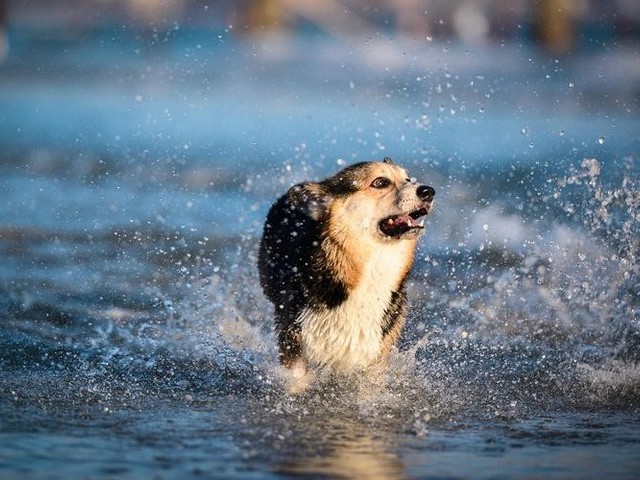 西施犬多大看咬合图,正常人上下牙齿的咬合