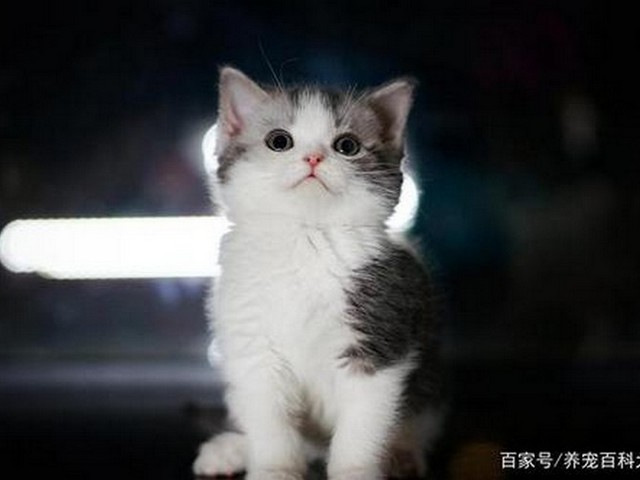 男子养了一个蓝色宠物猫,什么宠物猫好看