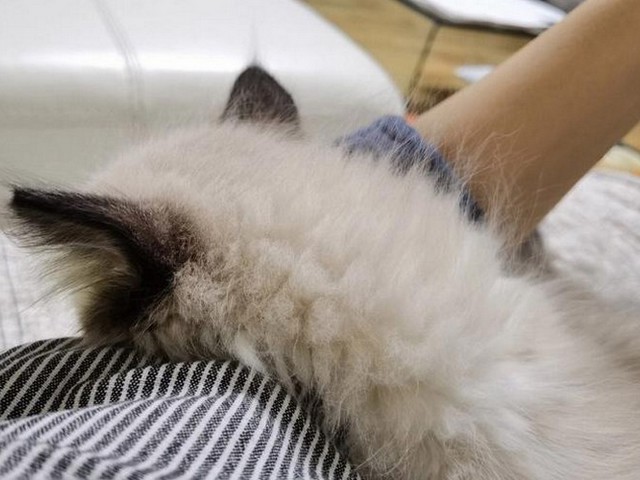 宠物猫尿床了怎么办,猫咪尿床怎么办