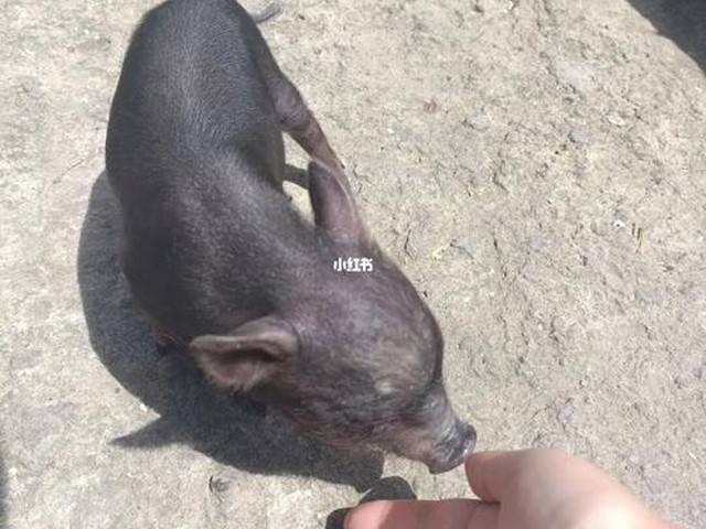 小香猪剃猫的毛,给不听话的猫剃毛的好办法