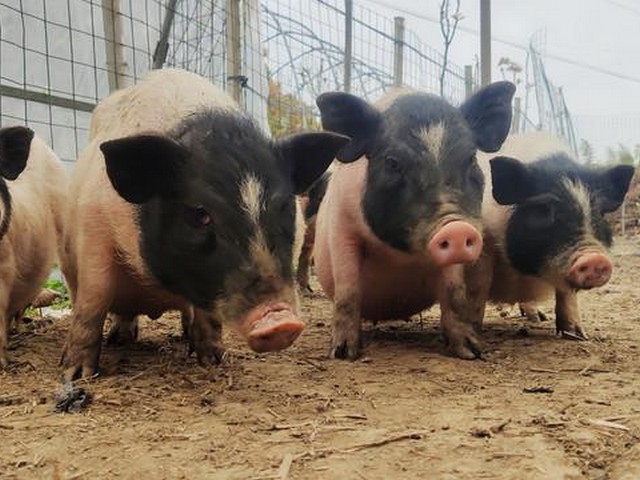 小香猪叫五花肉好听吗,萝卜烧肉好听的菜名