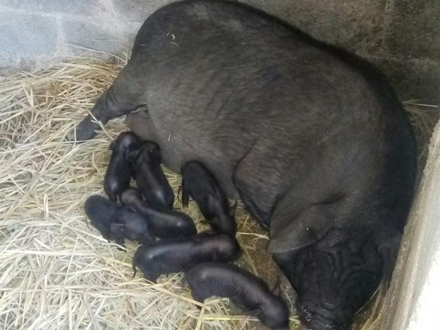 大妈养小香猪图片搞笑头像,老母猪头像