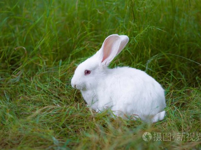 小兔子玩具挖掘机挖土图片,挖掘机工作视频大全 挖土机