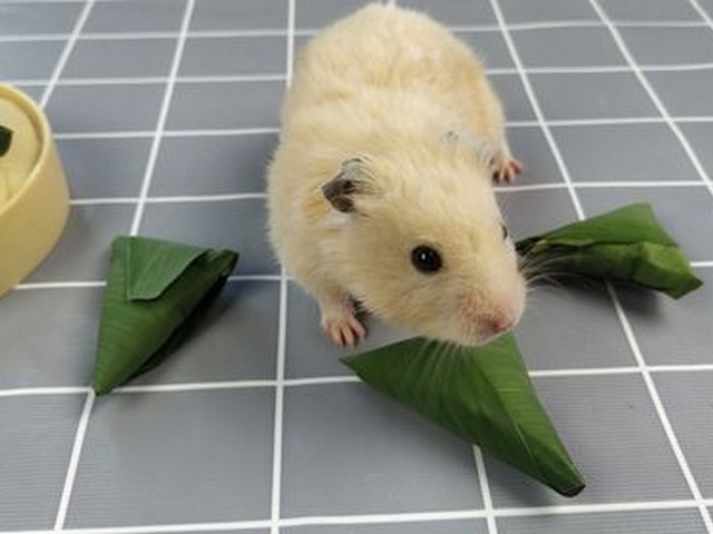 仓鼠幼体喂食,幼体蜘蛛怎么喂水