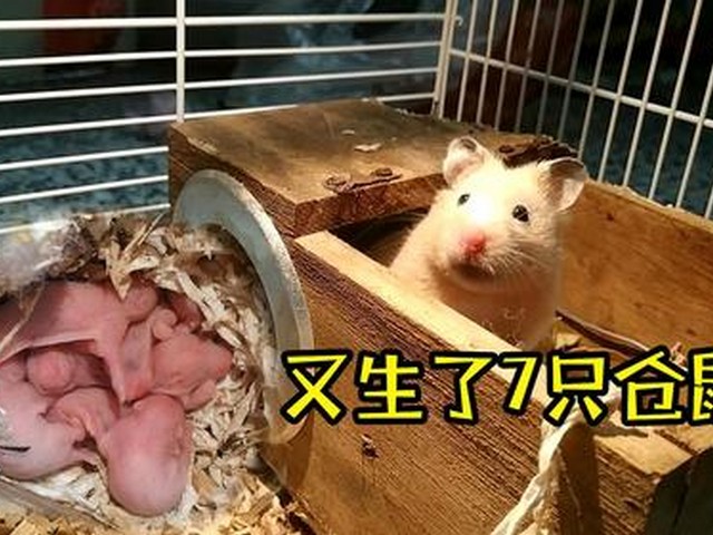 仓鼠换料视频,仓鼠料没了怎么办