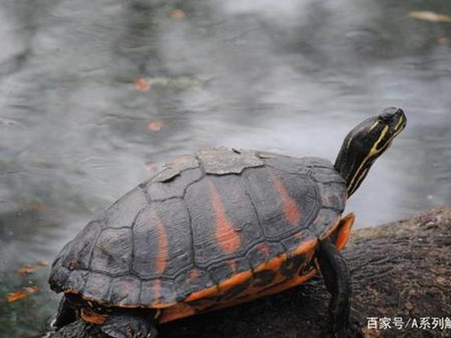 乌龟身上有绿色草吗,草龟颜色