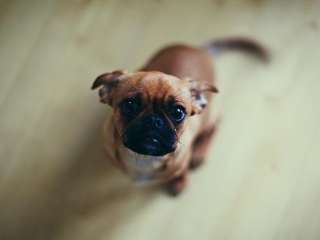 阿拉斯加雪橇犬犬瘟的症状,狗狗感冒和细小的区别