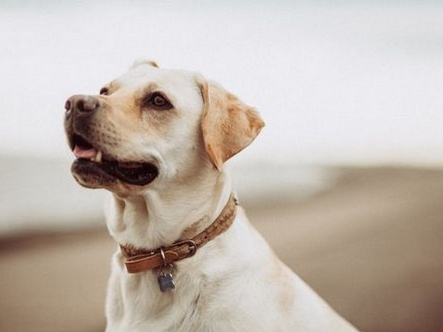 西施犬图片动漫手绘人物,适合新手画的动漫人物