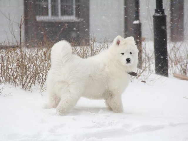 丝袜萨摩耶犬,萨摩耶穿袜子