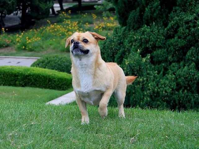 希尔跟寻血猎犬,维希拉猎犬