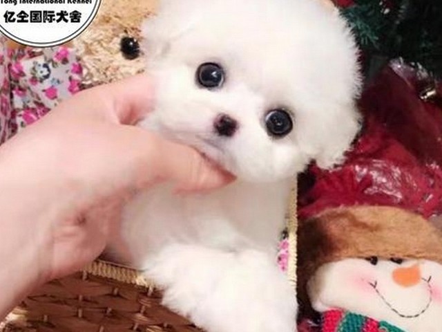 法国斗牛犬眼睛红有膜,法斗眼角有层膜是什么