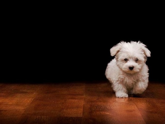 寻血猎犬超清壁纸,怪物猎人高清手机壁纸