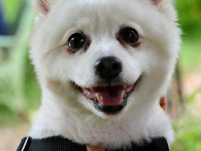 大号日本柴犬图片,日本柴犬图片大全