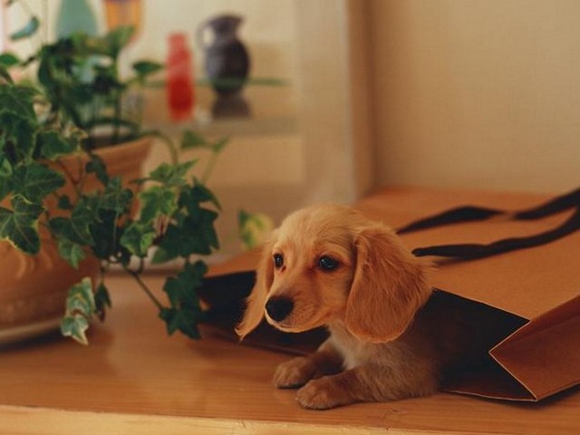 如何分辨纽芬兰犬幼犬,治疗狗狗真菌感染最有效的药