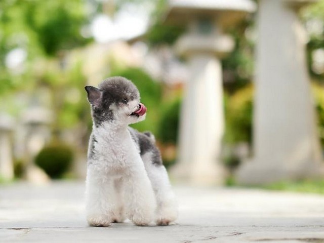 西施犬幼犬拉肚子,幼犬拉肚子但精神很好