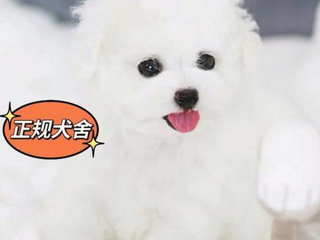 天坑博美犬,带天坑的博美比较好还是不带的好