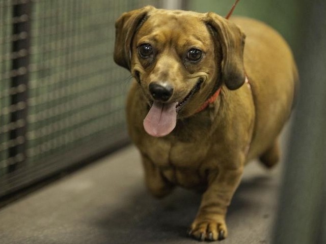 灰猎兔犬电影,灵犬流浪记电影