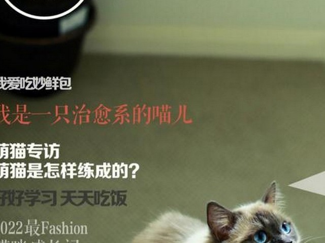 波斯猫补充句子,什么渐渐什么补充句子