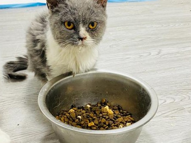 无毛猫吃排骨,猫除了鸡胸肉还能吃什么肉