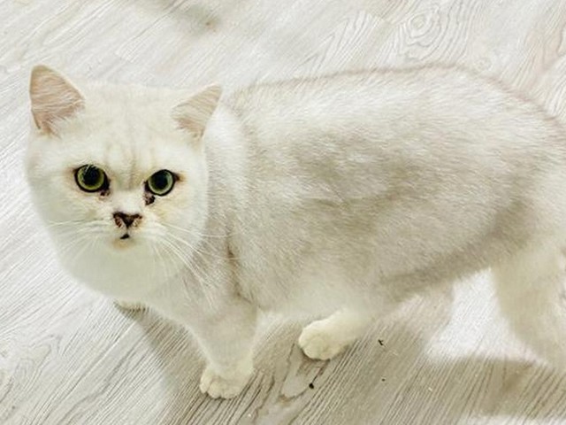 猫咪闻头,猫一直闻东西什么意思