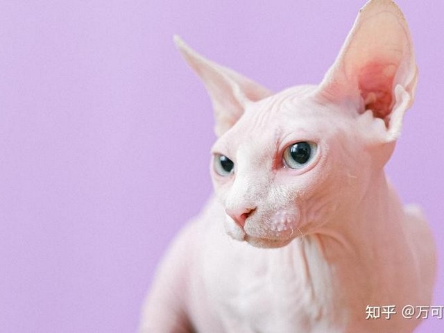 摸猫咪的蛋蛋,猫咪蛋蛋很臭